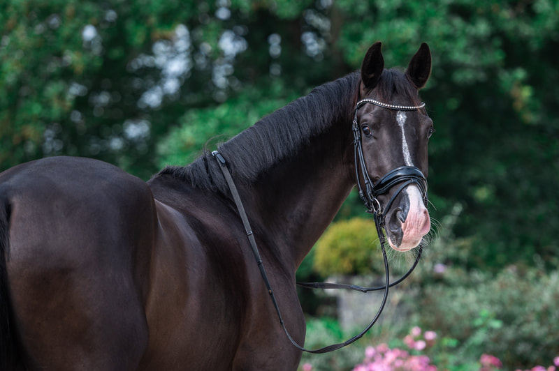 Mazzimo Grande van de Waalsehoeve